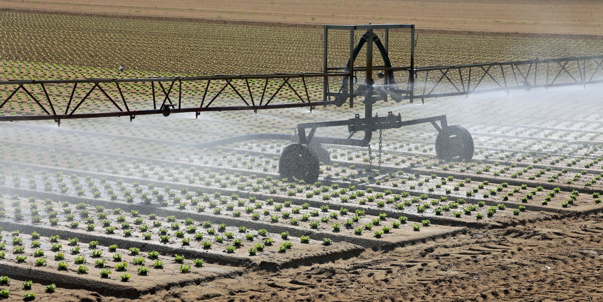 sistema de riego en un campo de lechuga