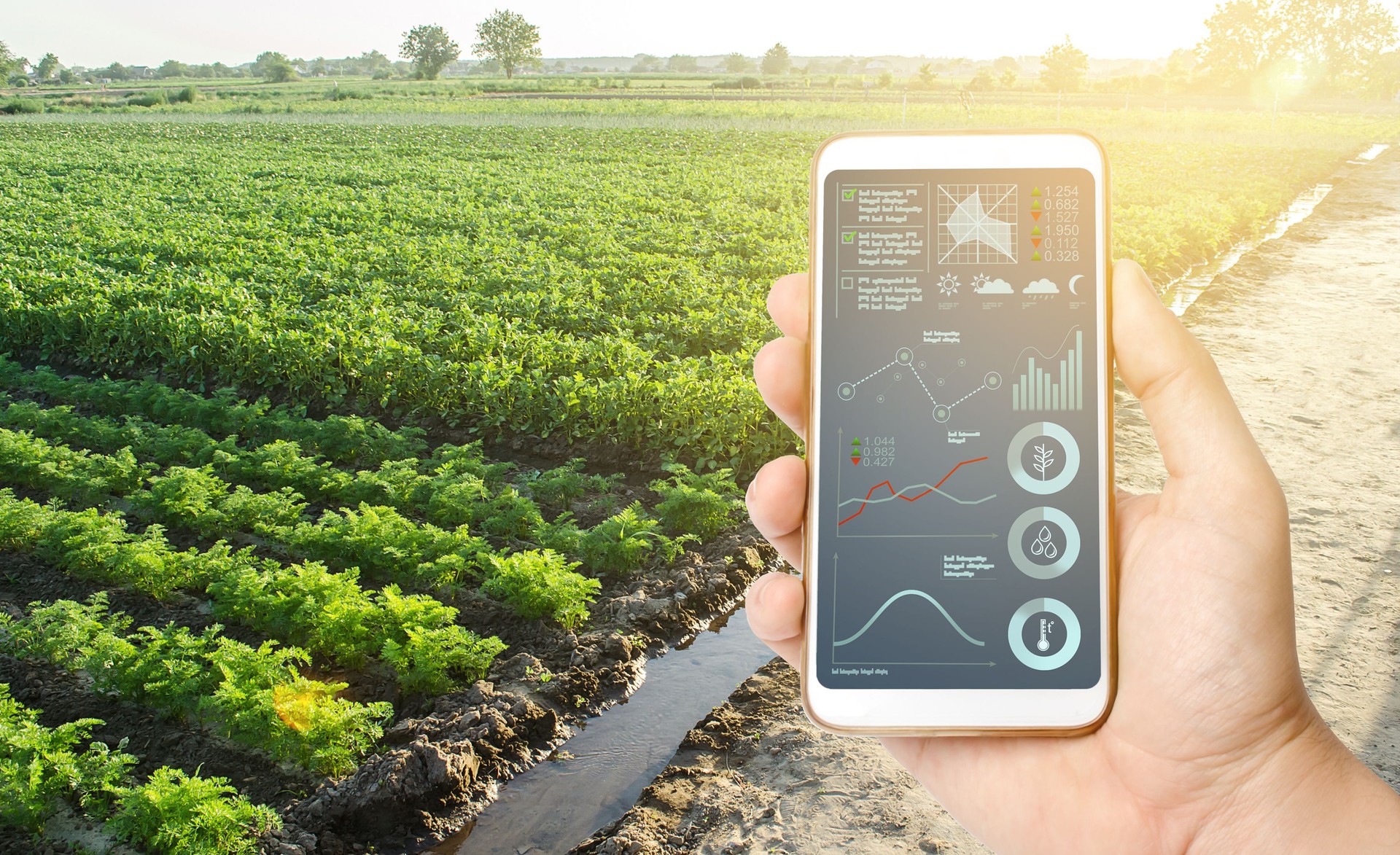 Teléfono con datos e infografías sobre el fondo de una plantación de campo agrícola. Tecnologías innovadoras en la agroindustria y la producción de alimentos. Proceso de maduración de cultivos, humedad y nutrición del suelo.