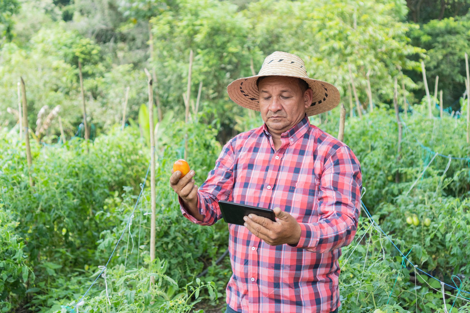 Trabajador agrícola usando una tableta digital en una plantación