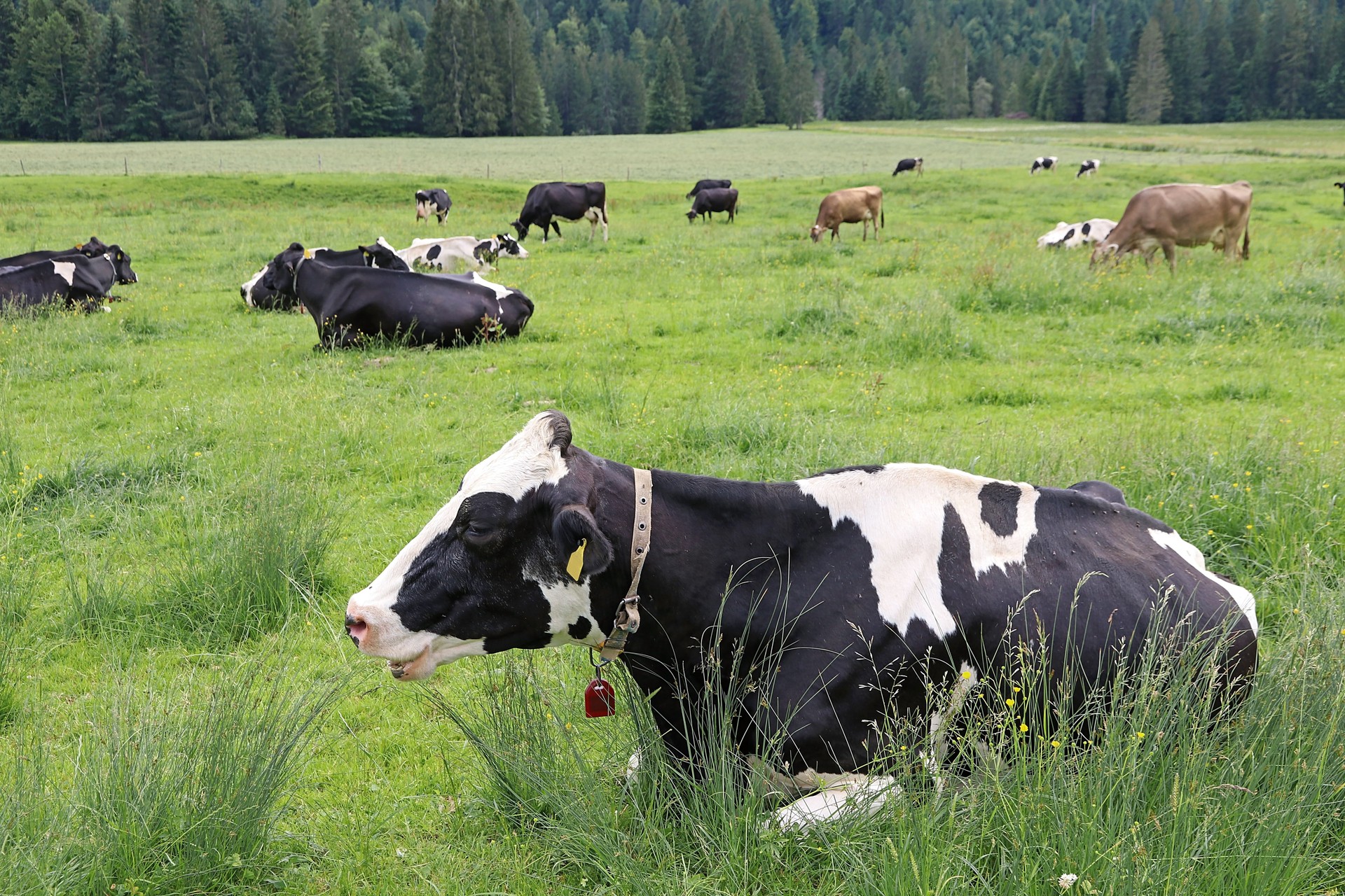A herd of cows with GPS transmitters. Dairy cows with GPS collars